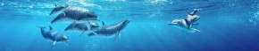 Кухонный фартук Фауна 053 Дельфины МДФ матовый (3000) Fauna в Каменске-Уральском - kamensk-uralskiy.ok-mebel.com | фото 2
